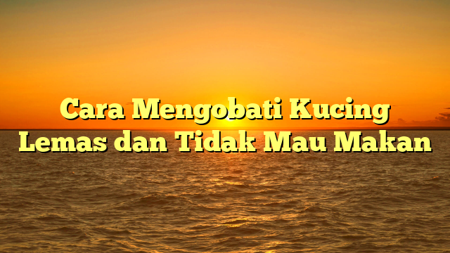 Cara Mengobati Kucing Lemas dan Tidak Mau Makan