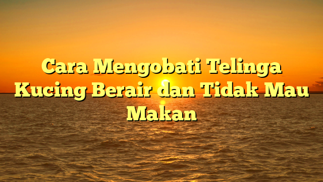 Cara Mengobati Telinga Kucing Berair dan Tidak Mau Makan