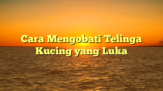 Cara Mengobati Telinga Kucing yang Luka